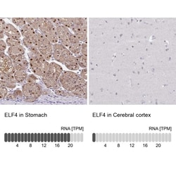 Elf4/MEF Antibody, Novus Biologicals:Antibodies:Primary Antibodies